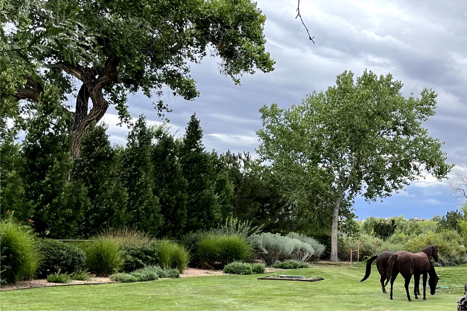 Professional tree care services in Albuquerque
