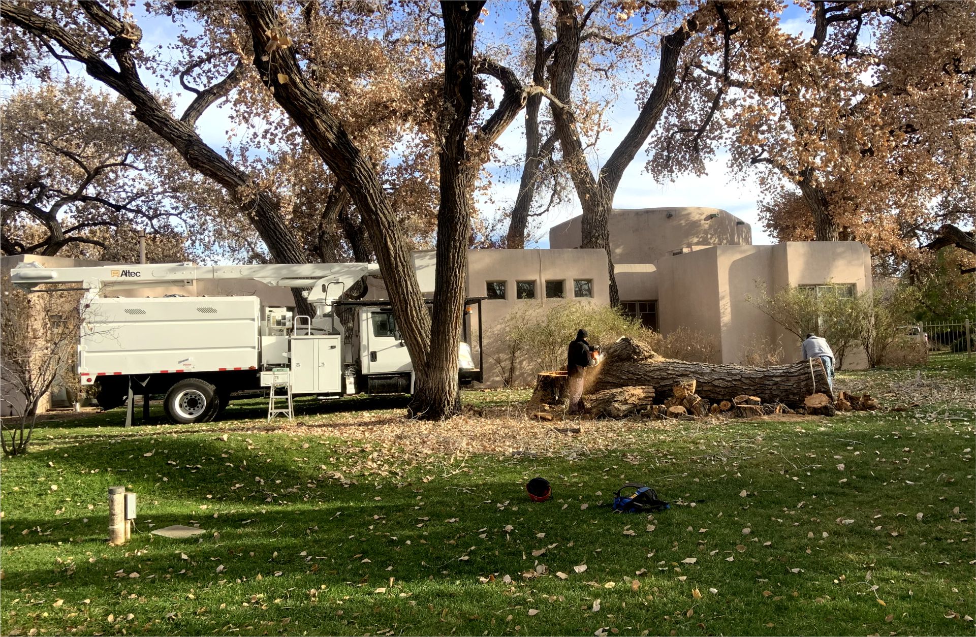 Tree removal and pruning services