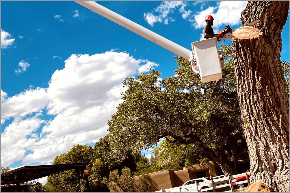 Emergency tree service project